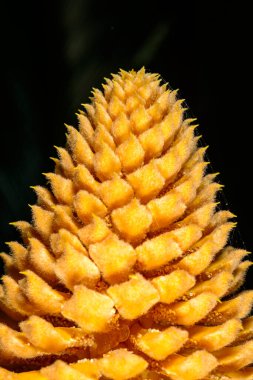 Cycas revoluta - Erkek bisiklet bitkisi bahçede çiçek açıyor, Odessa