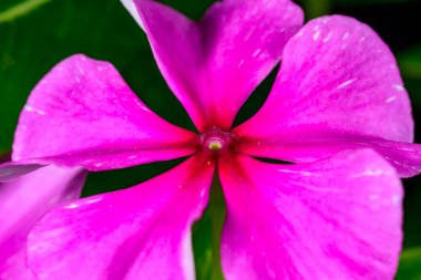 Catharanthus Roseus, Odessa, Ukrayna 'daki bahçedeki beş yapraklı güzel çiçek.