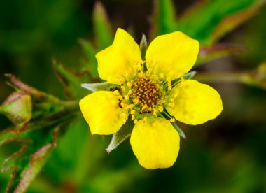 Çiçekteki karıncalar Orman, Geum urbanum, sarı çiçek, bahçede beş yaprak bitkisel bitki, Odessa