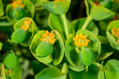 Euphorbia serrata, bahçede bitkisel süs bitkisi tohumlu meyveler, Odessa