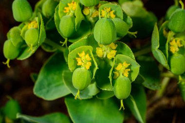 Euphorbia serrata, bahçede bitkisel süs bitkisi tohumlu meyveler, Odessa