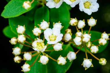 Spiraea sp., açılmamış küçük beyaz çiçeklerle Odessa 'daki bahçede yeşil yapraklara karşı.