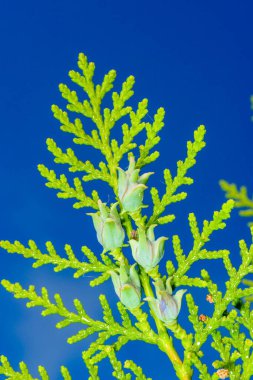 Doğu beyaz sedir ağacı Thuja bataryaları, mavi gökyüzüne karşı koni dalları.