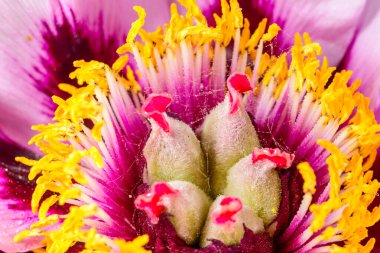 Sarı pudinglerin ve ağaçtaki şakayık çiçeğinin ortasındaki kırmızı buklelerin yakın çekimi - Ukrayna 'da bir bahçedeki süs bitkisi,