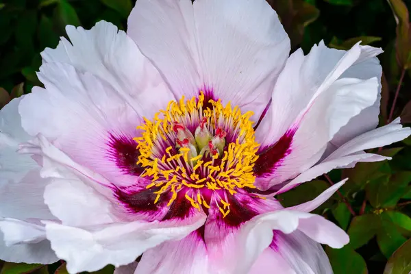 Ağaç şakayığı çiçeğinin, sarı keklerin ve Ukrayna 'nın çiçek merkezinin kırmızı çitlerinin yakın çekimi.