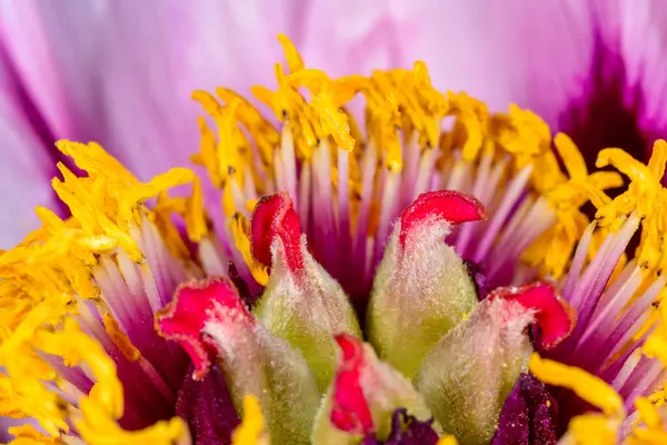 Sarı pudinglerin ve ağaçtaki şakayık çiçeğinin ortasındaki kırmızı buklelerin yakın çekimi - Ukrayna 'da bir bahçedeki süs bitkisi,