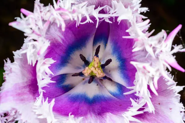 Ukrayna 'daki püsküllü bir lalenin erkek organı ve erkek organı.