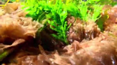 Yeşil yosun Enteromorpha ve kırmızı alg Porphyra Karadeniz 'de kayaların üzerinde şeffaf sularda salınırlar.