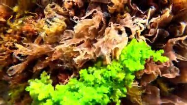 Yeşil alg Cladophora ve kırmızı alg Porphyra Karadeniz 'deki berrak saydam sularda kayaların üzerinde..