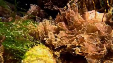 Baharda Karadeniz 'de kayaların üzerinde şeffaf sularda bulunan eski kırmızı alg Porphira.