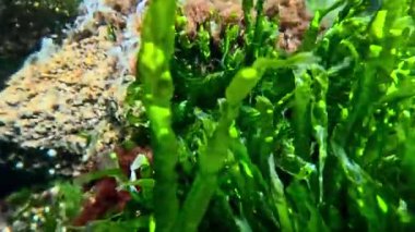 Karadeniz kıyısındaki kayalıklarda bulunan yeşil algler Enteromorpha bağırsakları, sualtı manzarası.