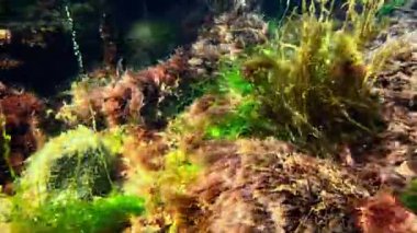 Karadeniz 'deki su altı manzarası, ilkbaharda temiz suda kayaların üzerindeki farklı algler.