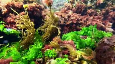 Karadeniz 'deki su altı manzarası, ilkbaharda temiz suda kayaların üzerindeki farklı algler.