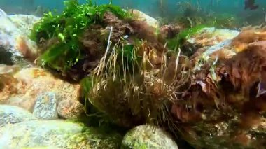 Odessa yakınlarındaki Karadeniz kıyısındaki sualtı manzarasında lifli yosun Scytosiphon.
