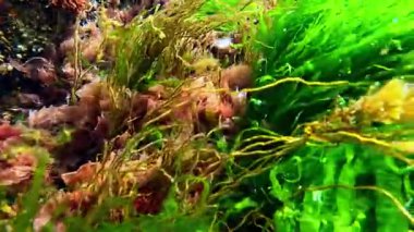 Karadeniz 'deki sualtı manzarası, farklı türde yosunlar tarafından serbest bırakılan oksijen ilkbaharda kayalarda temiz ve berrak sularda yetişiyor.