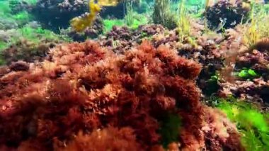 Kızıl Alg Seramium Rubrum, kıyıya yakın kayaları kaplıyor, dalgalarda sallanıyor, Karadeniz.