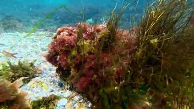 Odessa yakınlarındaki Karadeniz kıyısındaki sualtı manzarasında lifli yosun Scytosiphon.