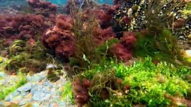 Kıyıya yakın kayaları kaplayan yosun dalgalarda sallanıyor. Karadeniz 'de yeşil ve kırmızı algler