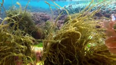 Odessa yakınlarındaki Karadeniz kıyısındaki sualtı manzarasında lifli yosun Scytosiphon.