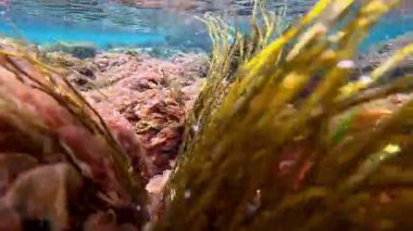 Odessa yakınlarındaki Karadeniz kıyısındaki sualtı manzarasında lifli yosun Scytosiphon.