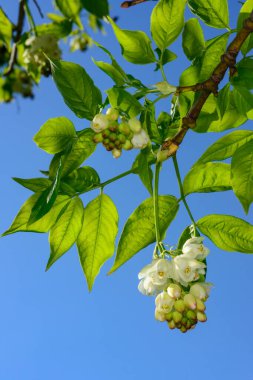 Kafkas mesanesi Staphylea colchica,