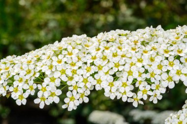 Odessa 'daki bahçede baharda yeşil bitki örtüsünün arka planında çiçek açan bir spirea dalı.