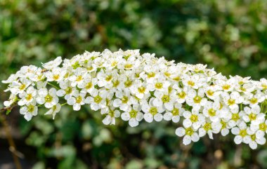 İlkbaharda yeşil bitki örtüsünün arka planında küçük beyaz çiçeklerle açan bir spirea dalı 