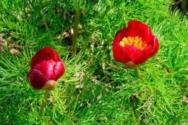 Eğreltiotu yaprağı şakayığı, peonia tenuifolia, sarı pullu kırmızı şakayık çiçekleri, Ukrayna