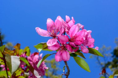 Avrupa yaban elması Malus Sylvestris, Ukrayna 'nın bahçesinde mavi gökyüzüne karşı süs ağacının pembe çiçekleri