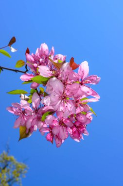 Avrupa yaban elması Malus Sylvestris, Ukrayna 'nın bahçesinde mavi gökyüzüne karşı süs ağacının pembe çiçekleri