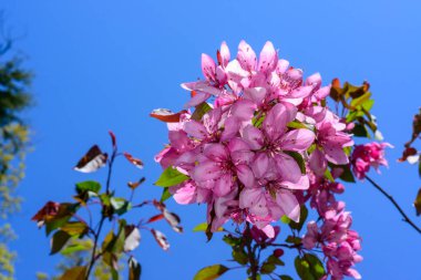 Avrupa yaban elması Malus Sylvestris, Ukrayna 'nın bahçesinde mavi gökyüzüne karşı süs ağacının pembe çiçekleri