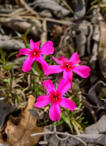 Phlox subulata, Odessa bahçesindeki süs bitkisinin ahududu kırmızısı çiçekleri.