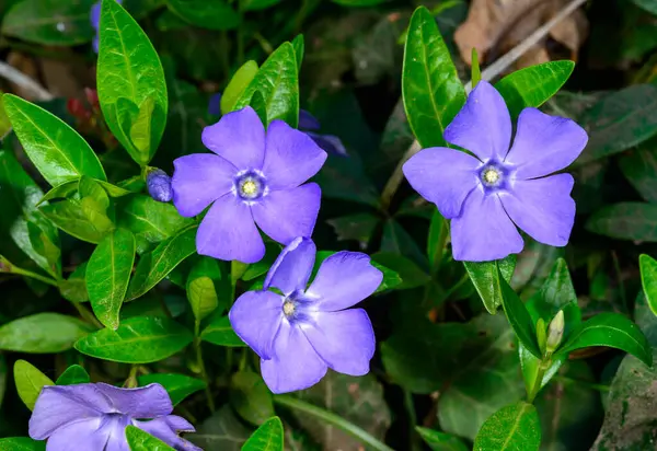 Vinca minör, Ukrayna 'nın bahçesinde uzun ömürlü toprak örtüsü çiçekleri.