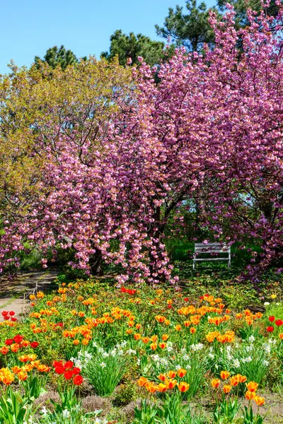 Baharda açan laleler ve bahçedeki Japon sakurası, Odessa