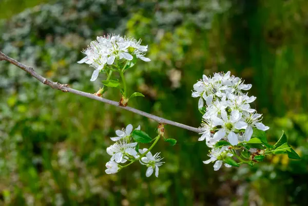 Prunus spinosa, baharda Ukrayna 'da bir bahçede beyaz siyah dikenli çiçekler.