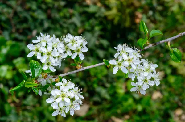 Prunus spinosa, baharda Ukrayna 'da bir bahçede beyaz siyah dikenli çiçekler.
