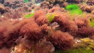 Kırmızı ve yeşil algler açık sularda, kıyıya yakın kayalarda büyürler ve dalgalarda yavaşça salınırlar.