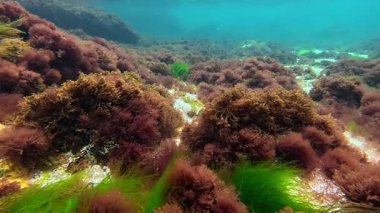 Karadeniz kıyısı, kıyıya yakın kayalarda yetişen yeşil ve kırmızı algler suyu oksijenle doldurur.