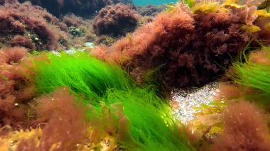 Karadeniz kıyısı, kıyıya yakın kayalarda yetişen yeşil ve kırmızı algler suyu oksijenle doldurur.