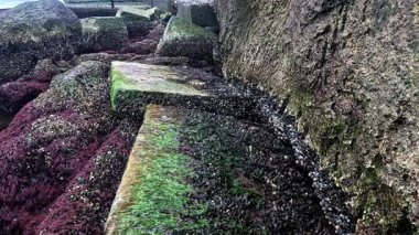 Karadeniz kıyısında, Odessa yakınlarındaki büyük rüzgar dalgaları, midyelerle kaplı kayalar havaya maruz kaldı.