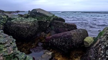 Karadeniz kıyısında, Odessa yakınlarındaki büyük rüzgar dalgaları, midyelerle kaplı kayalar havaya maruz kaldı.