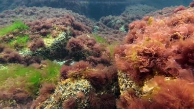 Karadeniz - sualtı manzarası, kıyıya yakın kayalıklardaki yeşil ve kırmızı algler suyu oksijenle doldurur