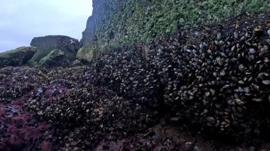 Karadeniz kıyısında, Odessa yakınlarındaki büyük rüzgar dalgaları, midyelerle kaplı kayalar havaya maruz kaldı.