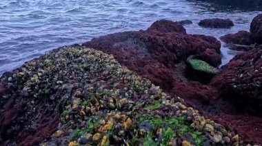 Karadeniz 'de güçlü bir gelgit, midye ve alglerle kaplı kayalar kıyıya yakın bir yerde kendilerini havaya maruz buldular.