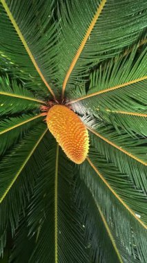 Erkek siklet bitkisinin Strobilus 'u Cycas revoluta Bahçedeki serada sarı polenler