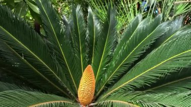 Erkek siklet bitkisinin Strobilus 'u Cycas revoluta Bahçedeki serada sarı polenler