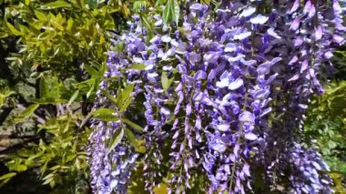 Çin salkımı - Wisteria sinensis, Mor çiçeklerin bahçedeki bir tırmanma bitkisine dökülmesi