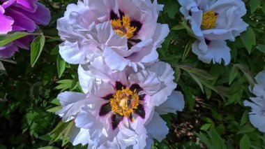 Beyaz bir ağaçtaki bal arısı şakayık çiçeği Odessa 'da nektar ve polen topluyor..