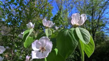 Cydonia oblonga, Odessa 'da bir bahçede rüzgarda sallanan pembe renkli beyaz çiçekler..