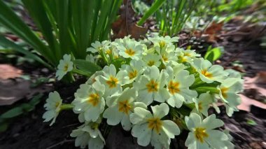 Primula veris, uzun ömürlü süs bitkisi baharın başlarında bahçede sarı çiçeklerle çiçek açıyor.